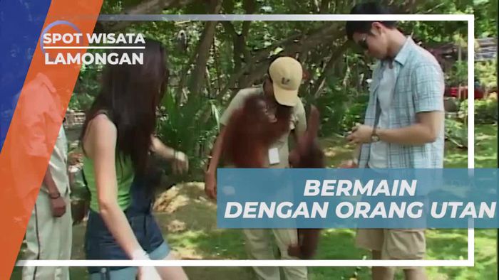 Momen Menggemaskan Bermain Dengan Orang Utan di Lamongan