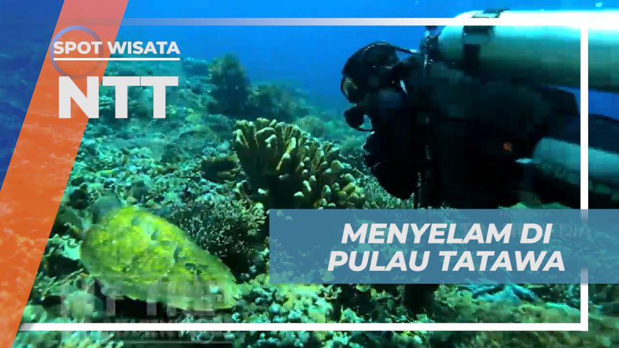 Menjelajahi Pesona Bawah Laut Pulau Tatawa yang Memukau, Nusa Tenggara Timur