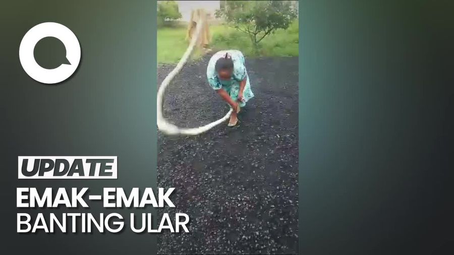 Aksi Emak-emak Banting Ular yang Makan Ayam Ternaknya
