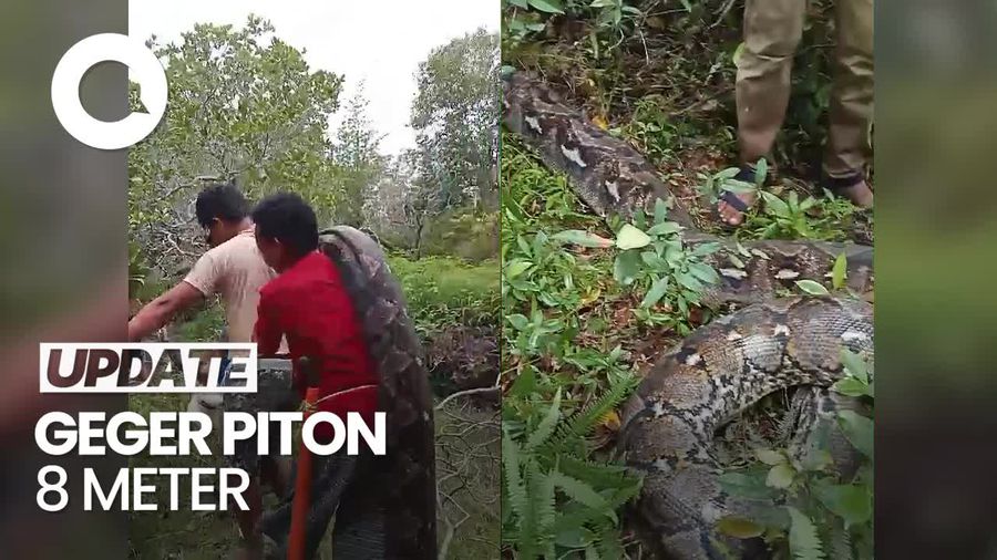 Penampakan Piton 8 Meter yang Gegerkan Warga Muna