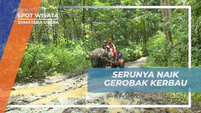 Pengalaman Seru, Naik Gerobak Kerbau Menuju Air Terjun Siluman, Sumatera Utara