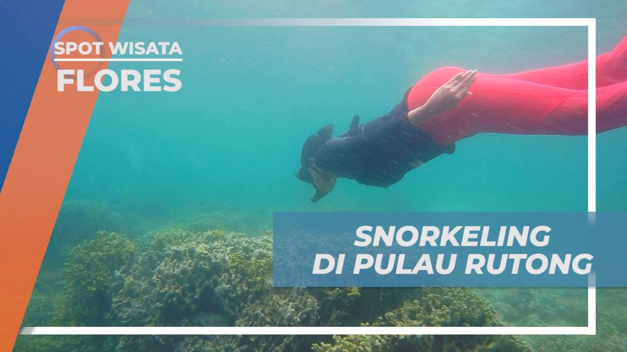 Mengintip Indahnya Terumbu Karang di Bawah Laut Pulau Rutong, Flores