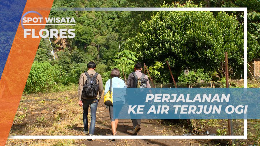 Menyusuri Jalan Setapak Lewati Hutan Menuju Air Terjun Ogi, Flores