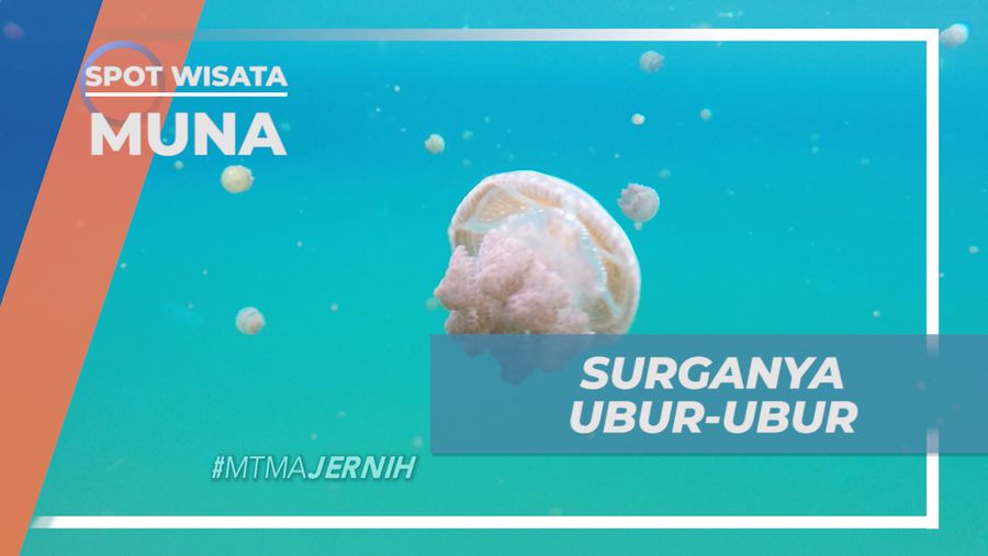 Danau Lohia, Danau Tersembunyi Surganya Beragam Ubur-ubur, Muna