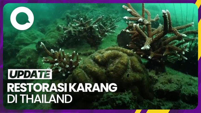 Mengintip Progres Proyek Restorasi Terumbu Karang di Thailand