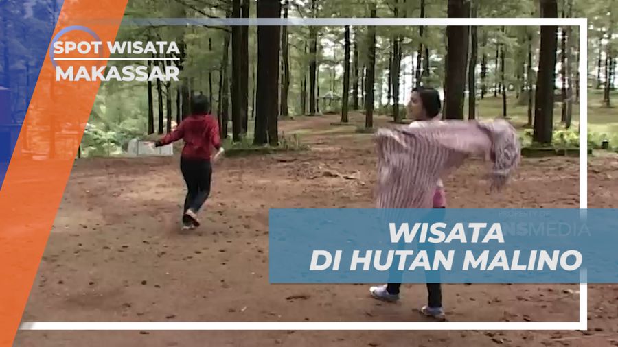 Menikmati Suasan Sejuk di Bawah Pohon Pinus Hutan Malino, Makssar