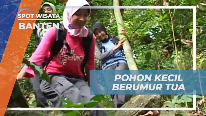 Melihat Batang Pohon Kecil yang Usianya Ratusan Tahun, Banten