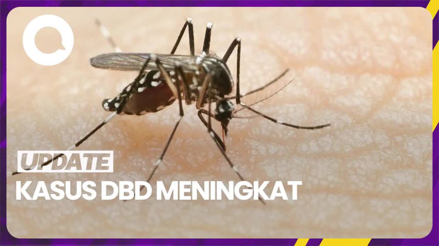 Kemenkes Ungkap Data Peningkatan Kasus DBD
