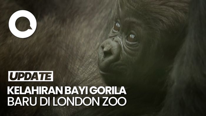 Kelahiran Bayi Gorila Bikin Pengunjung Kebun Binatang London Gembira 