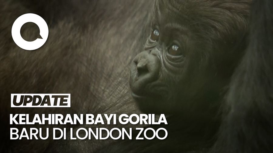 Kelahiran Bayi Gorila Bikin Pengunjung Kebun Binatang London Gembira 