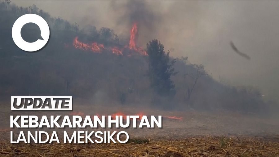 Penampakan Kebakaran Hebat Landa Hutan di Meksiko
