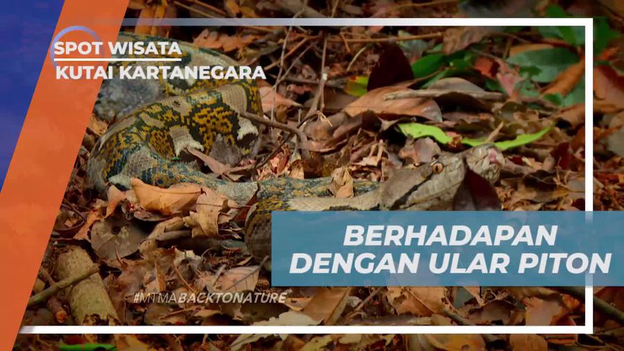 Situasi Menegangkan Bertemu Ular Piton di Bukit Bangkirai Kutai Kartanegara