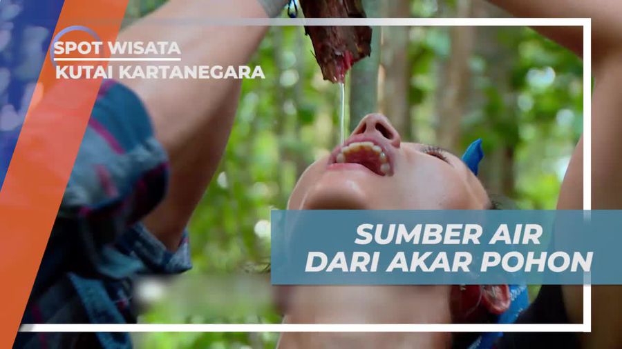 Memanfaatkan Sumber Air Dari Akar Pohon di Hutan Bukit Bangkirai Kutai Kartanegara