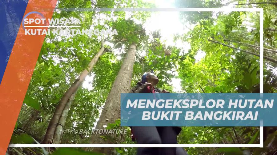 Eksplorasi Seru Hutan Bukit Bangkirai Kutai Kartanegara