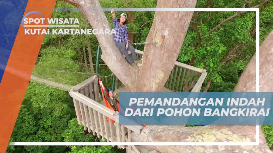 Melihat Keindahan Panorama Hutan Hijau Dari Pohon Bangkirai, Kutai Kartanegara