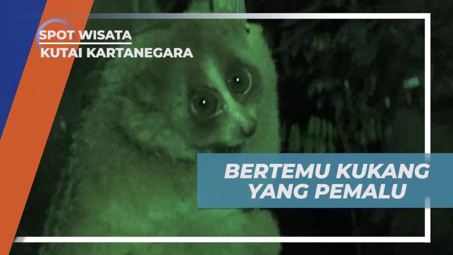 Momen Langka Bertemu Kukang, Satwa Nokturnal Dengan Gerakan Lambat, Kutai Kartanegara