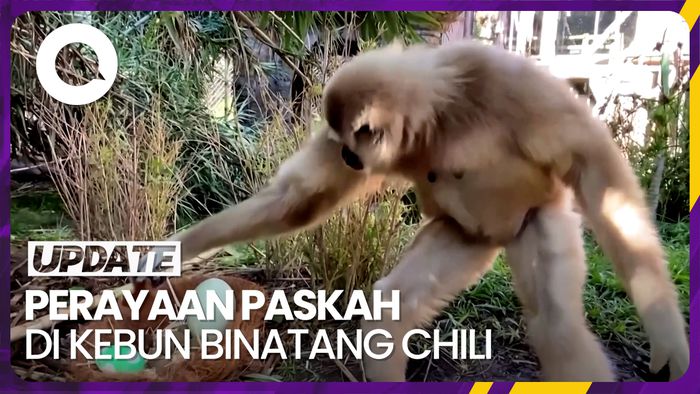 Momen Satwa di Kebun Binatang Chili Meriahkan Paskah