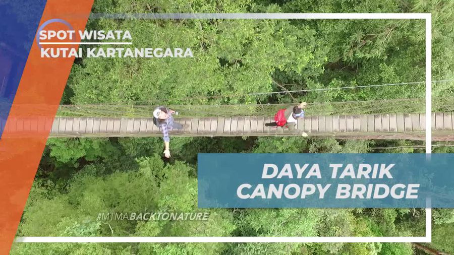 Bangkirai, Keindahan Alam yang Bisa Dinikmati Dari Canopy Bridge, Kutai Kartanegara