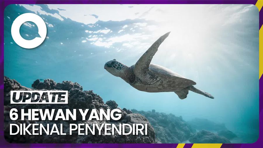  Sederet Hewan yang Dikenal Suka Menyendiri