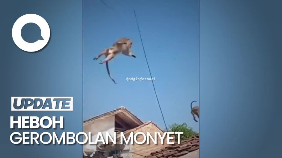 Heboh Gerombolan Monyet Melintas Atap Permukiman Warga Soreang Bandung