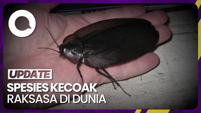 4 Spesies Kecoak Raksasa di Dunia