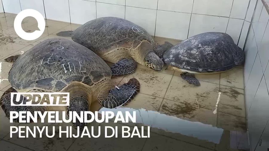 Penyelundupan 18 Ekor Penyu Hijau di Bali Terbongkar