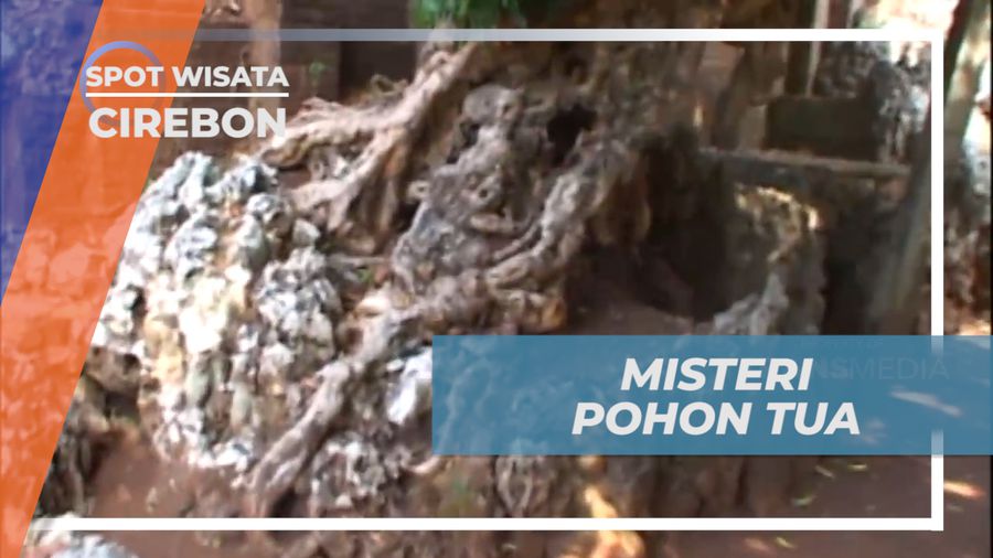 Misteri Pohon Tua Berusia Ratusan Tahun di Tamansari Sunyaragi, Cirebon