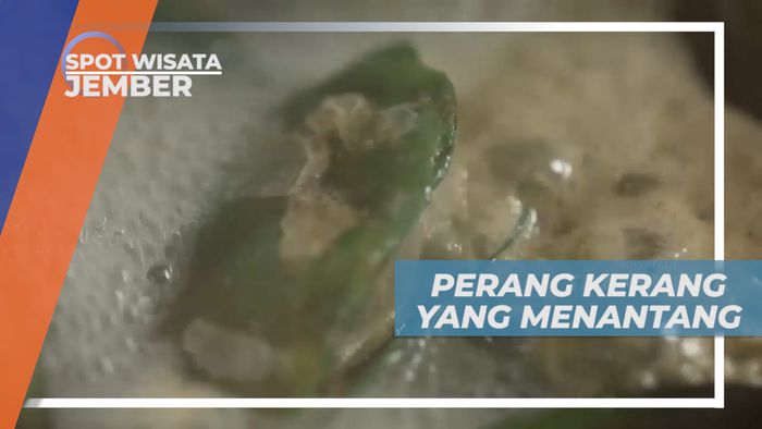 Menyantap Lezatnya Kuliner Laut Beragam Kerang yang Kaya Gizi, Jember
