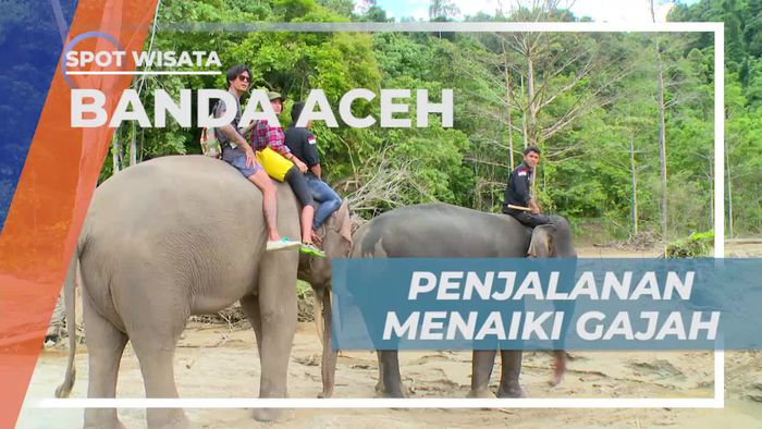 Menaiki Gajah Menyusuri Kedalaman Hutan Mencari Suku Mantek Banda Aceh