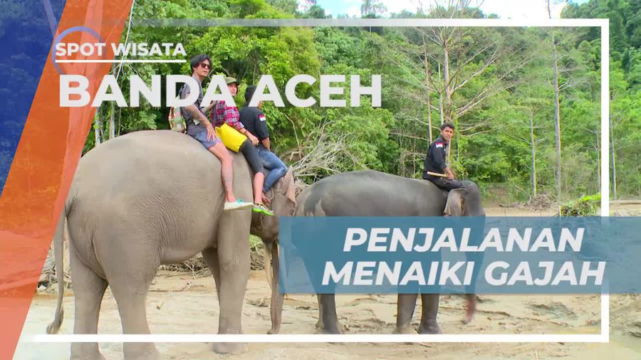 Menaiki Gajah Menyusuri Kedalaman Hutan Mencari Suku Mantek Banda Aceh