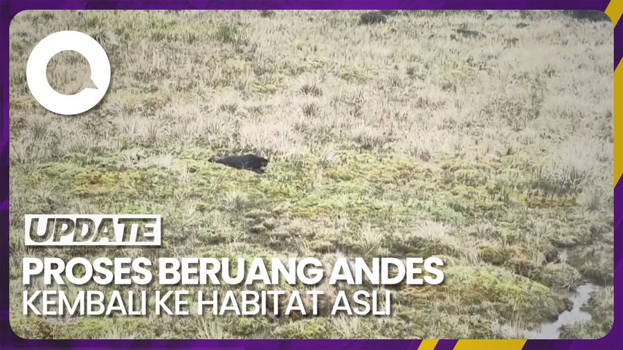 Beruang Andes Tupak Dilepasliarkan ke Habitat Aslinya 