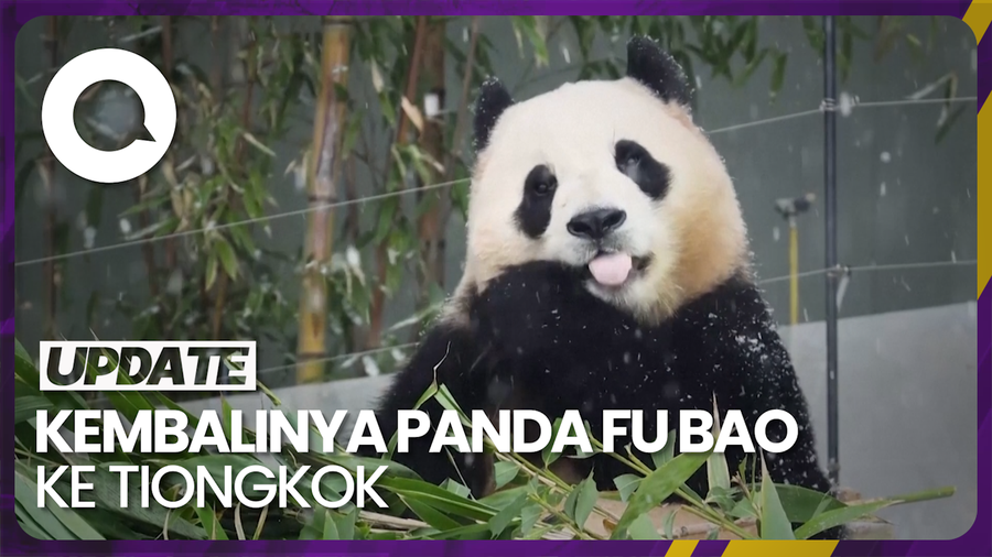 Warga Korsel Lepas Panda Fu Bao Kembali ke Tiongkok