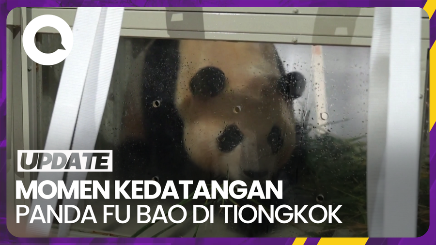 Panda Raksasa Fu Bao Akhirnya Tiba di Tiongkok