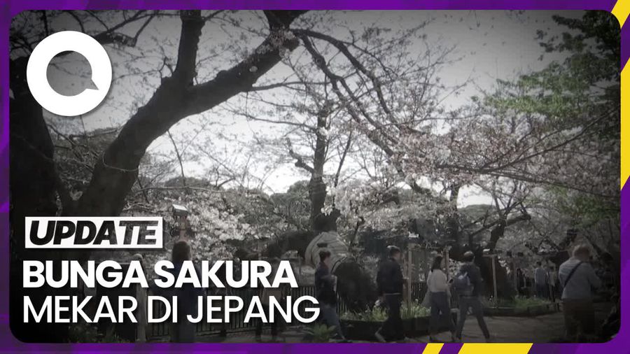 Warga Jepang Lihat Bunga Sakura Sebelum Berguguran