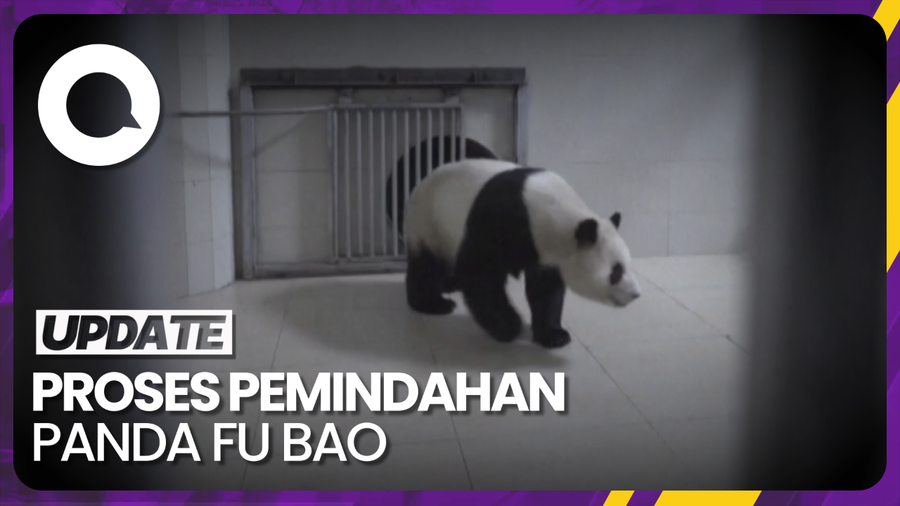 Panda Fu Bao yang Kini Kembali ke Tanah Leluhurnya di Tiongkok