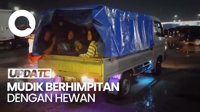 Cerita Pemudik Naik Pikap, Rela Himpitan dengan Burung Peliharaan