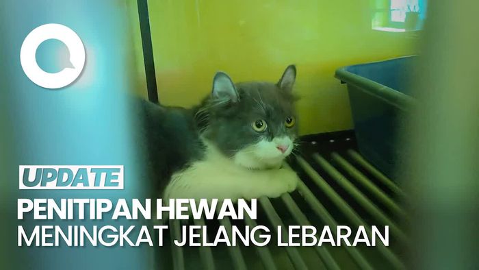 Klinik Penitipan Kucing dan Anjing Meningkat Jelang Lebaran