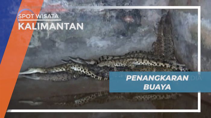 Berpetualang Mengunjungi Tempat Penangkaran Buaya di Kalimantan