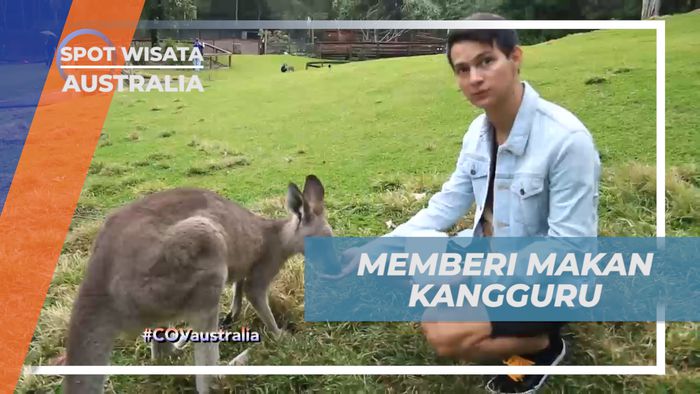 Serunya Memberi Makan Kangguru Secara Langsung, Australia