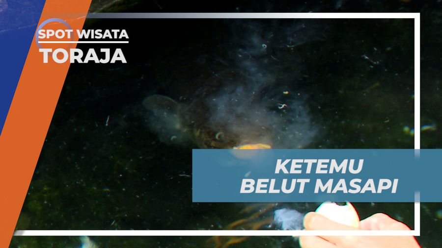 Pengalaman Seru Bertemu Belut Purba di Kolam Alami Tilanga, Toraja