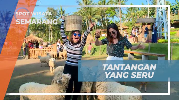 Serunya Berinteraksi dan Memberi Makan Domba di Taman Wisata, Semarang