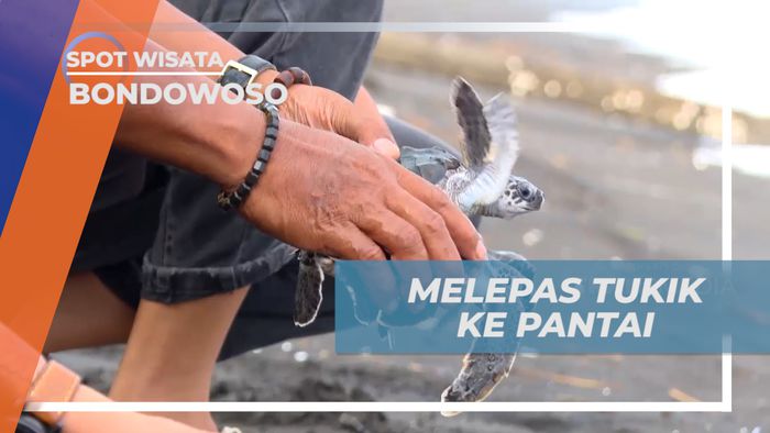 Pengalaman Tak Terlupakan, Berkesemapatan Melepas Penyu ke Laut Lepas, Banyuwangi