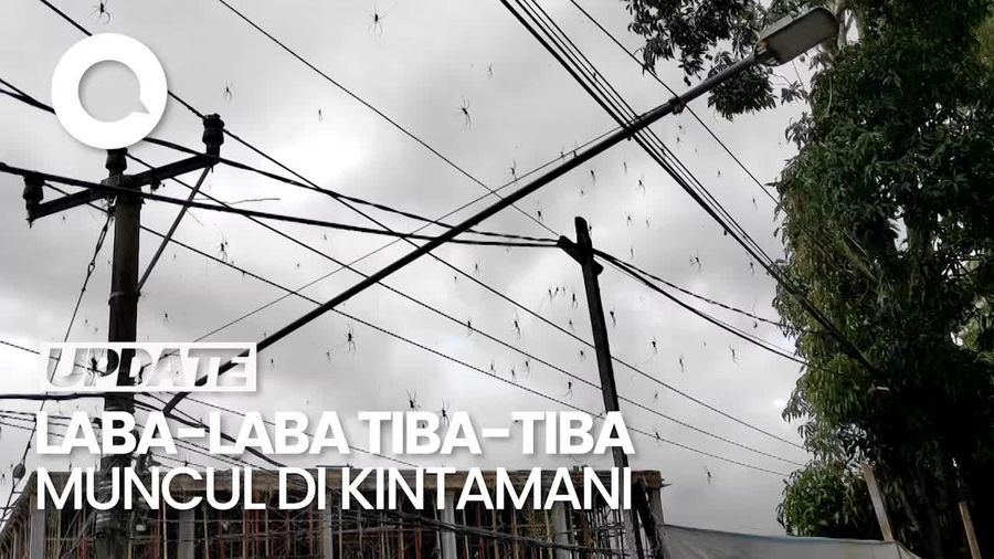 Hii... Penampakan Serbuan Laba-laba di Kintamani Bali