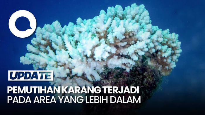 Pemutihan Karang pada Cagar Alam Laut Terbesar di Dunia Makin Parah