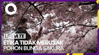 Soal Etika Melihat Bunga Sakura di Jepang