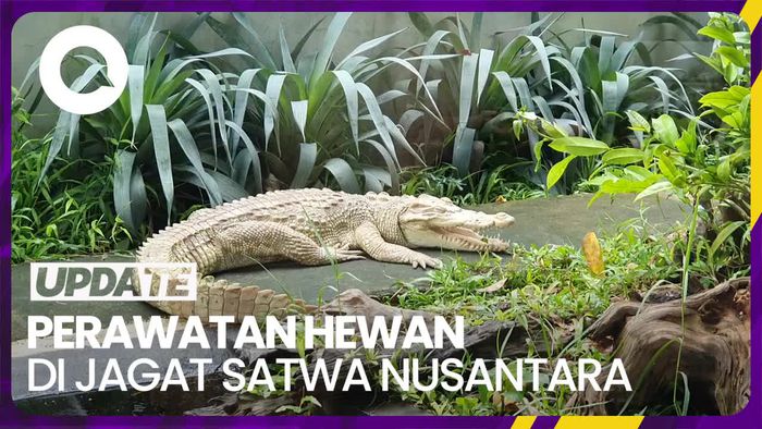 Begini Perawatan Hewan-hewan di Jagat Satwa Nusantara TMII
