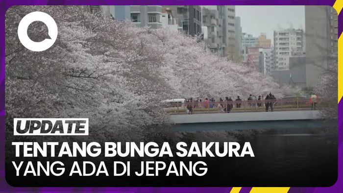 Makna Bunga Sakura dan Tradisi Merayakannya di Jepang
