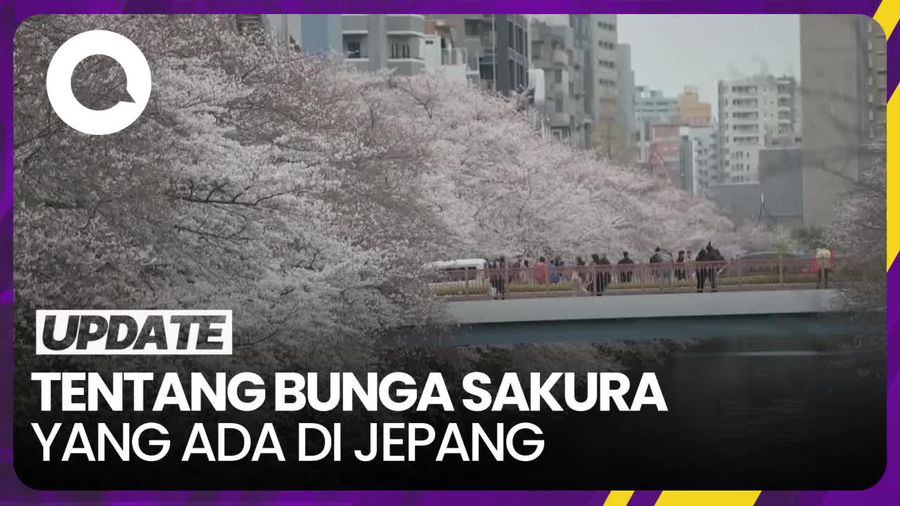 Makna Bunga Sakura dan Tradisi Merayakannya di Jepang