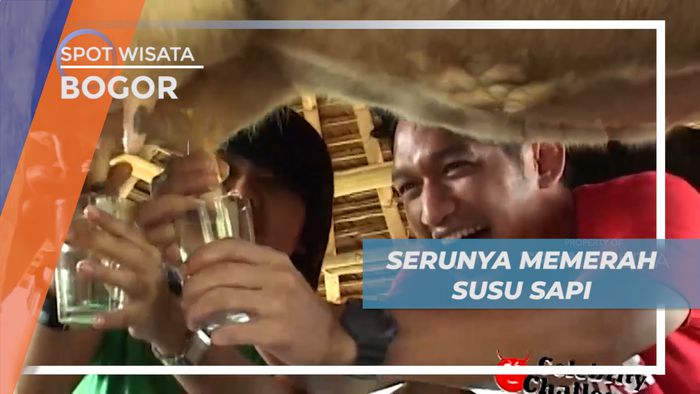 Pengalaman Seru, Sensasi Memerah Susu Secara Langsung, Bogor