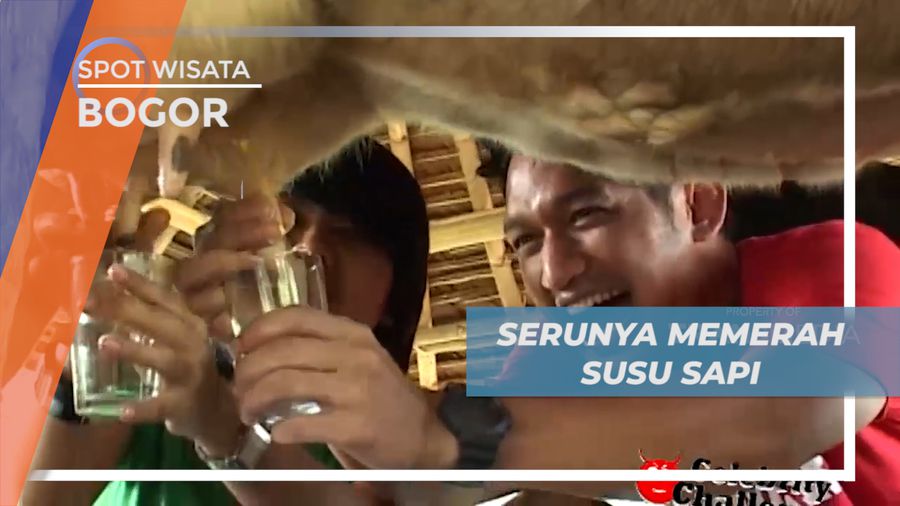 Pengalaman Seru, Sensasi Memerah Susu Secara Langsung, Bogor